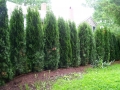Emerald Green Arborvitae Screen