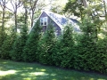 Green Giant Arborvitae Screen
