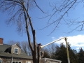 Large linden removal with bucket truck Large linden removal with bucket truck